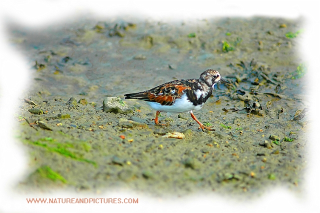turnstone, turnstones-4.jpg - TURNSTONE, SUMMER PLUMAGE - TITCHFIELD HAVEN
